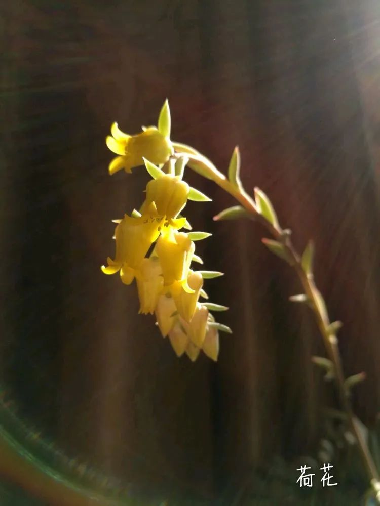 适合从小养到大的多肉,由小到大由浅入深