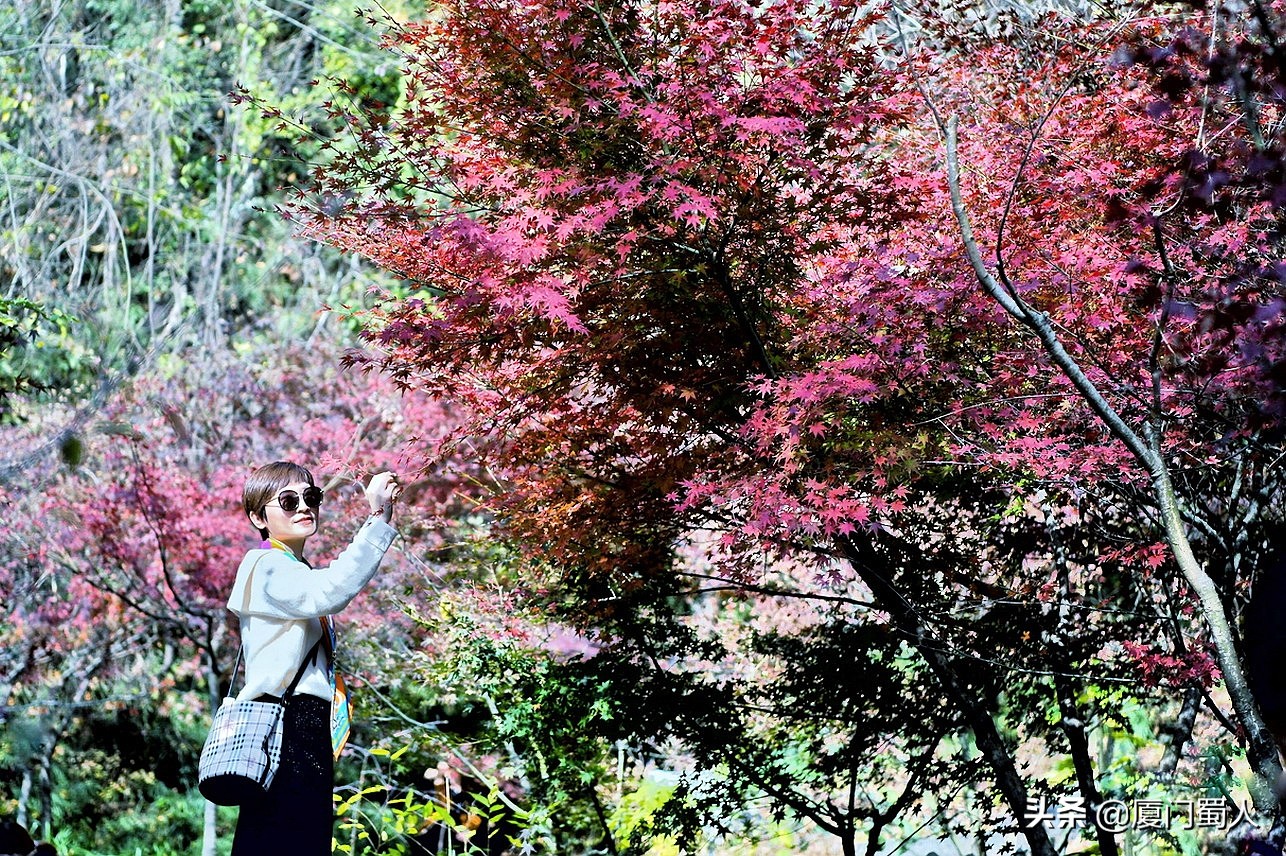 南京四大赏枫地 (南京赏枫胜地)