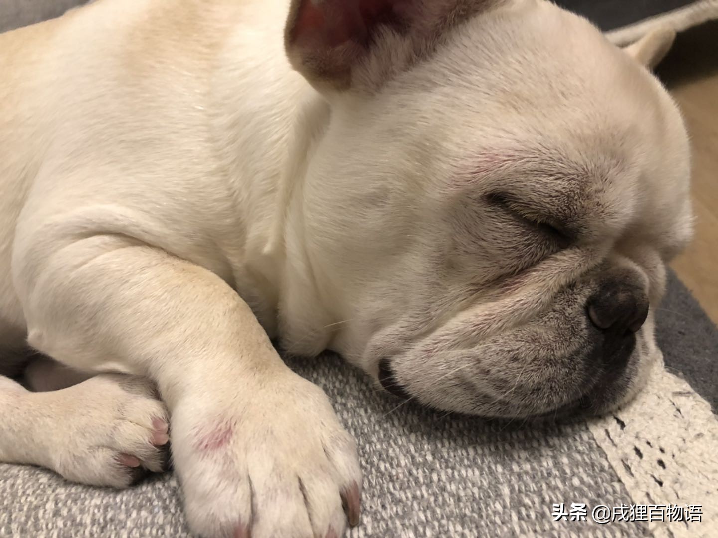 养法斗容易让人过敏吗,养法斗注意避坑