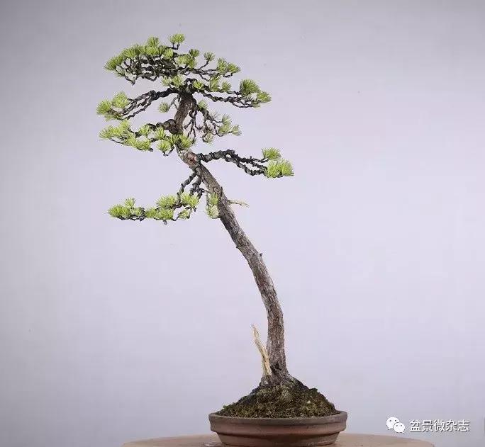 适合室内摆放的意境盆景 (鱼缸盆景有意境高级感视频)