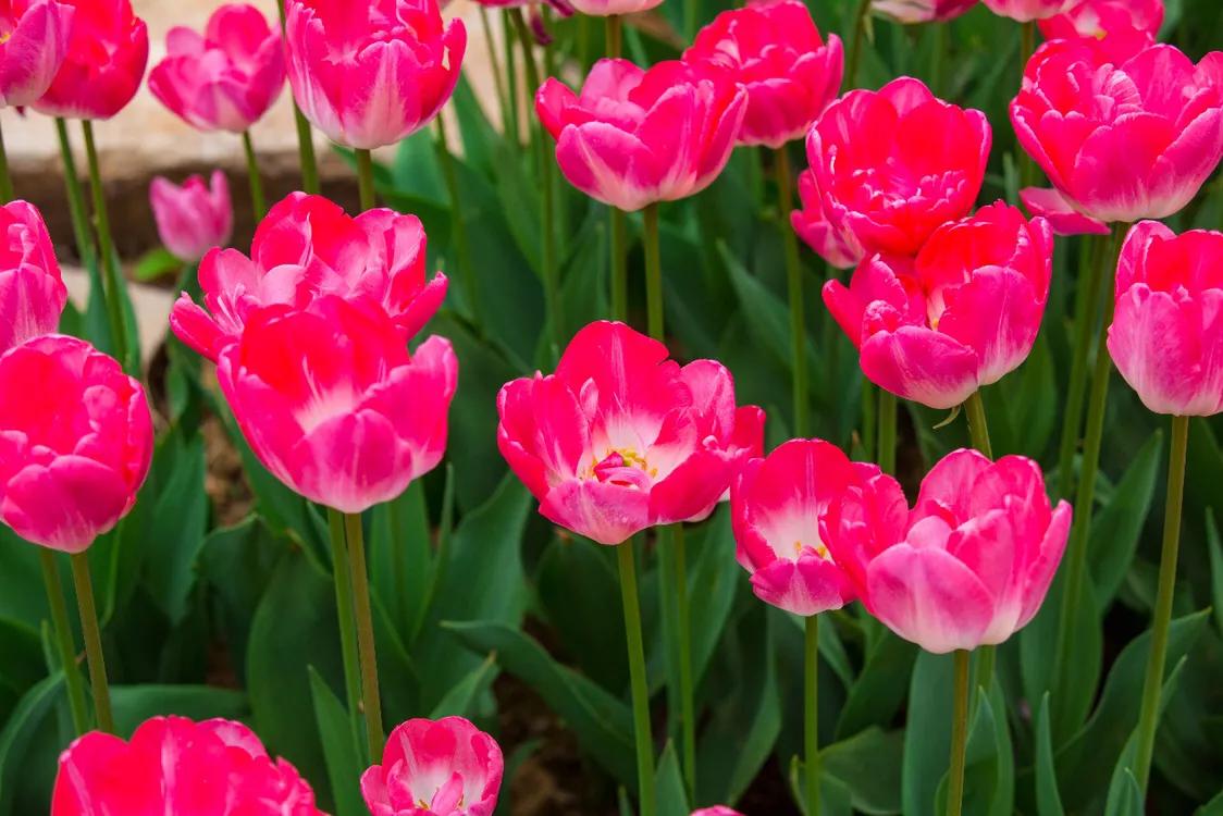 不用去维多利亚!南京溧水惊现布查特花园,文艺值爆表!