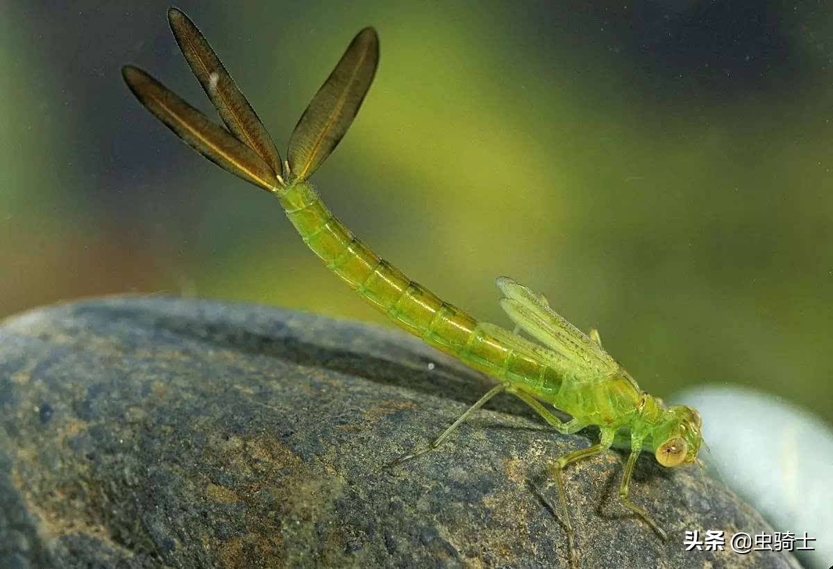 自然科学科普知识昆虫,自然科普幼虫