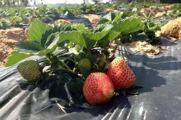 进口水溶肥是真的吗知乎,进口水溶肥和国产水溶肥的区别