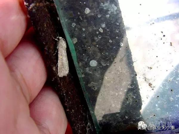 新版西瓜病虫害解决方案,2020西瓜病害视频