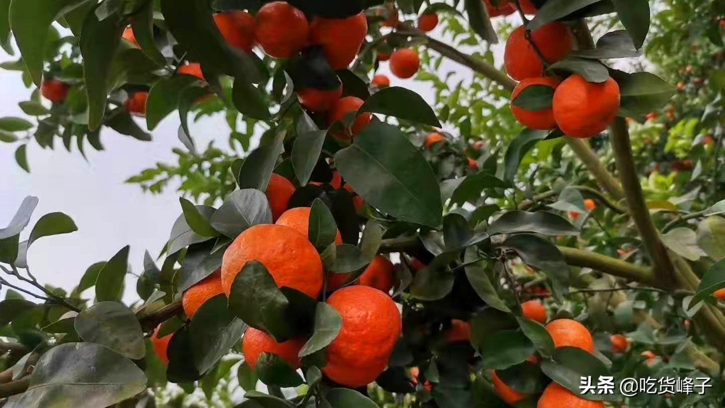 过年必备花生瓜子砂糖橘,过年吃沙糖桔代表什么