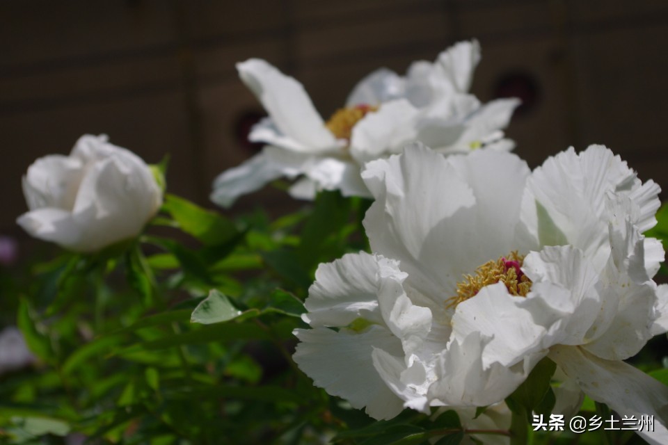 芍药花开的季节等你欣赏,芍药花开如诗如画