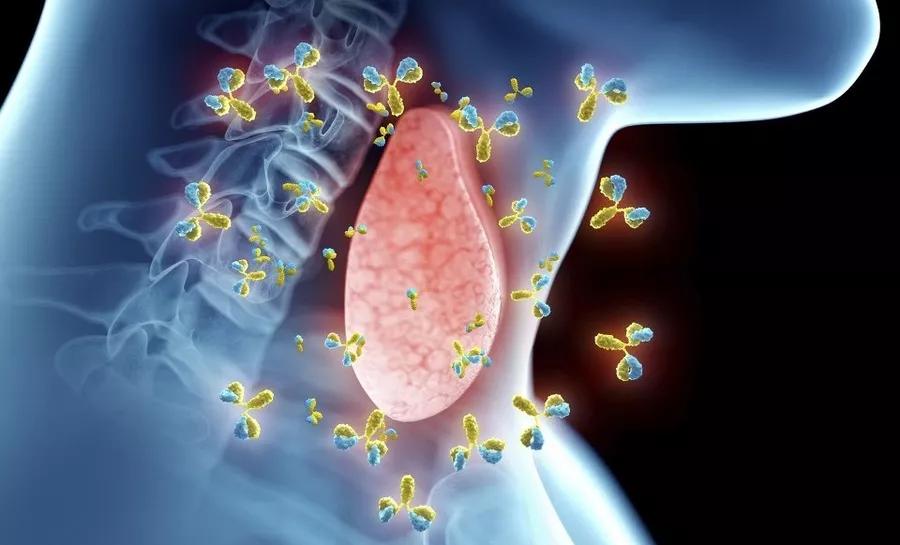 甲状腺切除了会加速衰老吗,为什么甲状腺疾病会引起月经失调