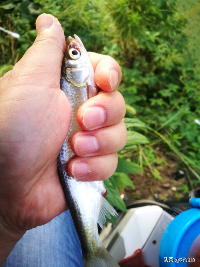 忙里偷闲的出来钓个鱼,忙里偷闲钓鱼