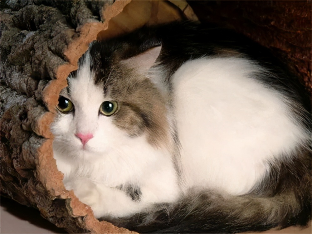 猫咪一直软便拉稀但精神很好,猫咪软便拉稀吃什么药