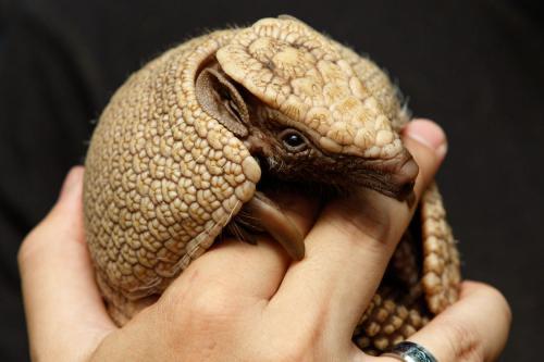 那些改变人类历史的疾病：麻风病（番外#1）