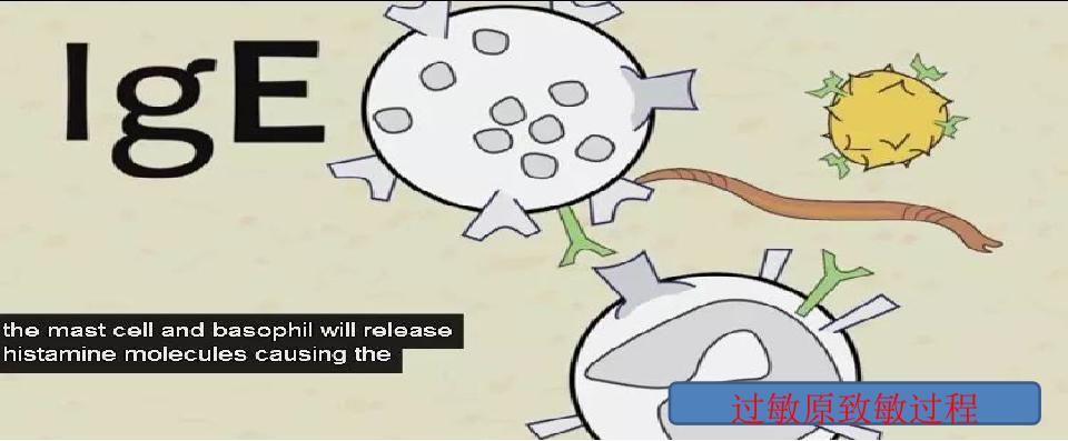 过敏反应的原理高中知识,过敏反应的机理图解