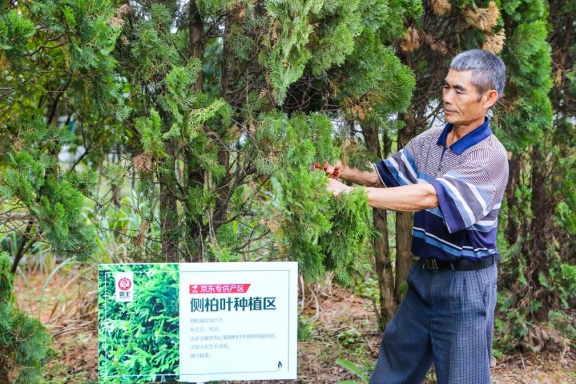 头发真的可以种出来吗,头发可以种出来揭秘植发效果