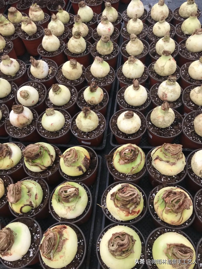 教你让朱顶红爆盆技巧