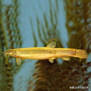 泥鳅身上的粘液有营养吗,泥鳅有营养的做法