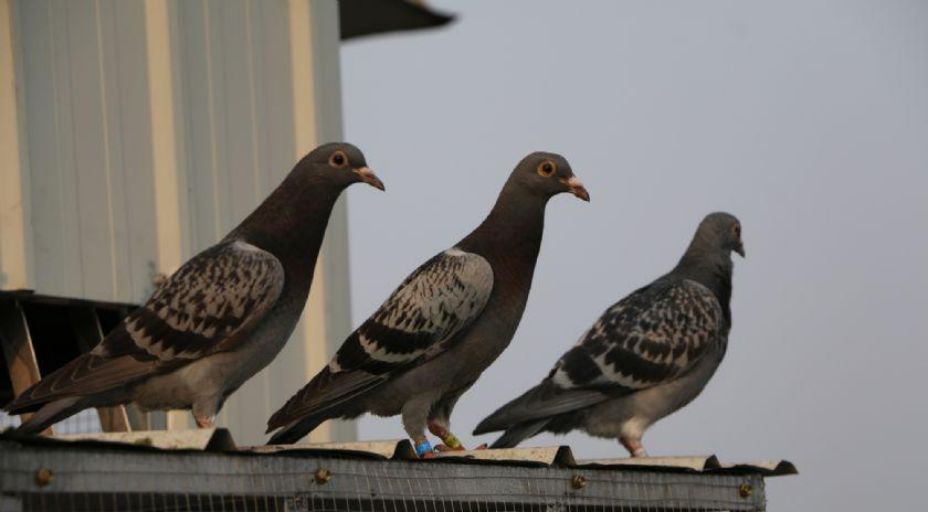 赛鸽归巢怎么恢复疲劳,怎么消除赛鸽的疲劳