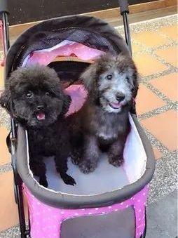 小狗出生全是黑毛长大后会变吗,白毛小狗长大后变黄