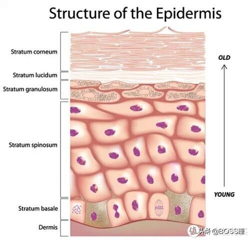 不懂护肤品怎么保养脸部,不懂保养保健的代价
