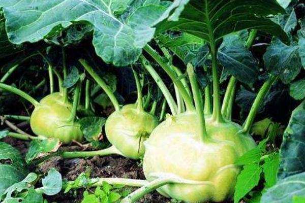 乌江榨菜厂家利润,代理榨菜利润有多少