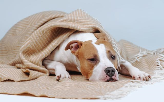 古代怎么治狂犬病,古代是怎么治狂犬病的