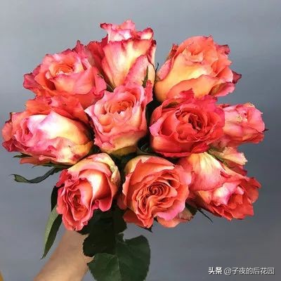 最好的进口玫瑰,进口玫瑰品种