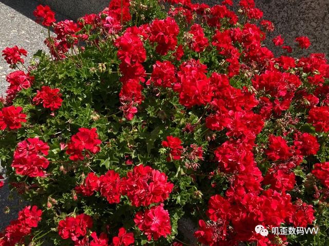 iphonese2评测,iphonese2全面评测