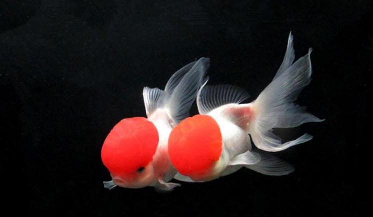 鹤顶红金鱼的养殖方法和注意事项,鹤顶红和草金鱼可以一同饲养吗