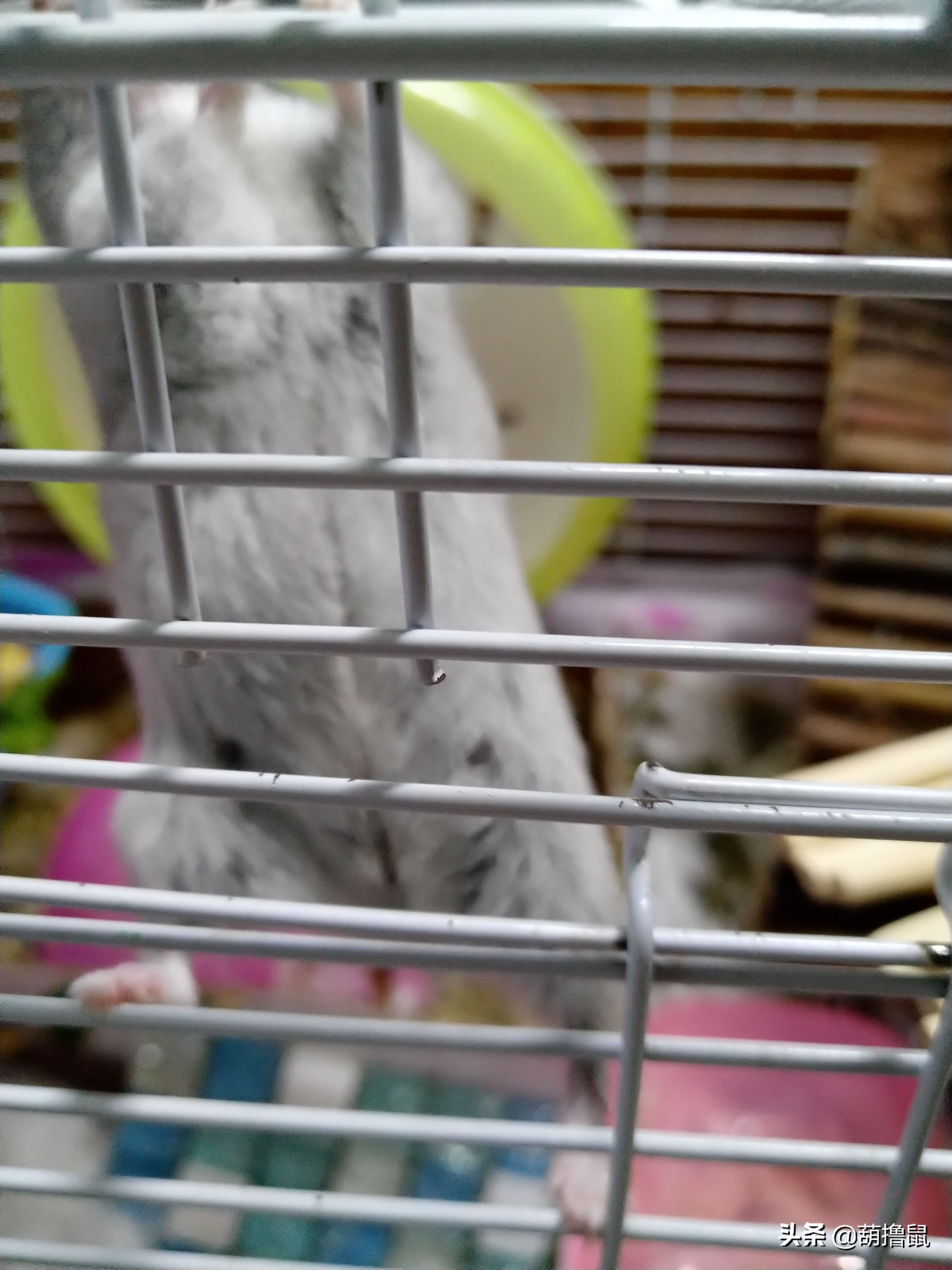 仓鼠怀孕注意事项和禁忌,仓鼠怀孕后一定要分开养吗