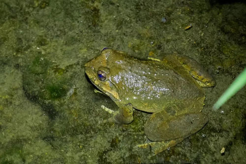 人工养殖最新消息今天,现在人工养殖到底能不能售卖啊