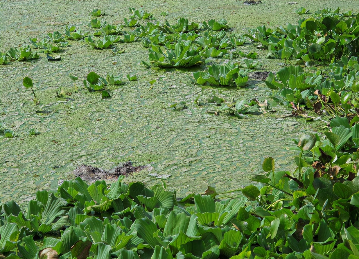 长在水中的“白菜”,因繁殖能力强被嫌弃,改名逆袭成盆栽新宠