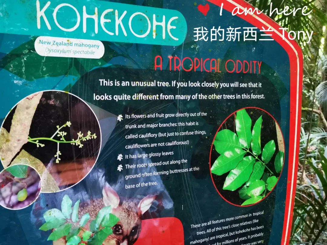 新西兰的雨林||皮龙亚狂想曲（7）