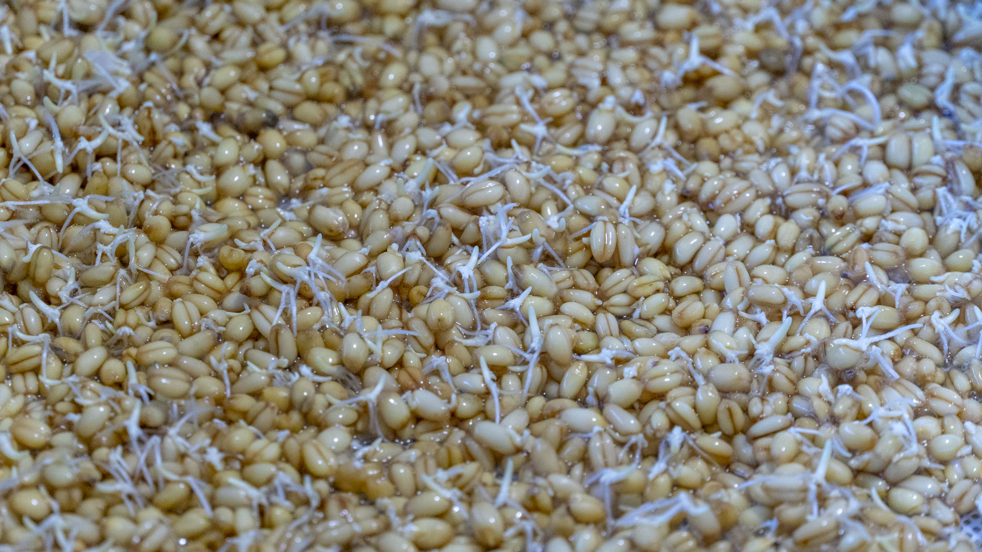 我家从来不买零食原创,低筋面粉做100种简单零食烤箱