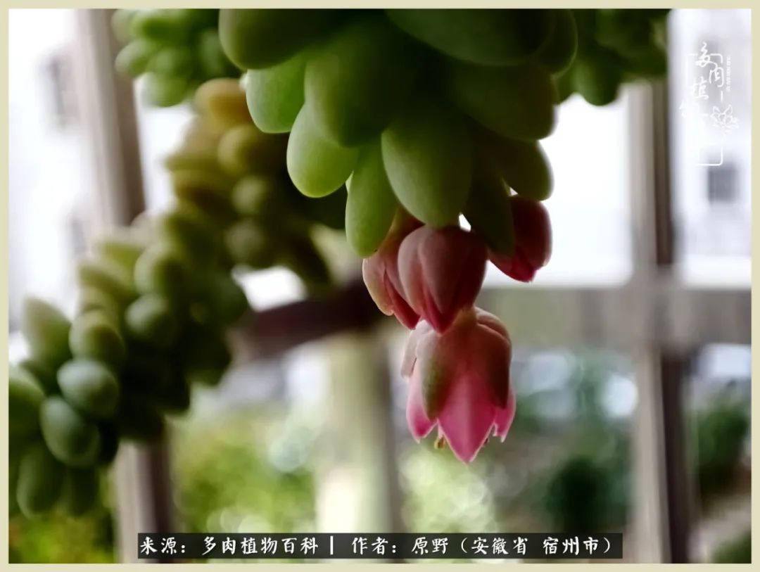 梅雨袭，酷暑至，多肉进入历劫季