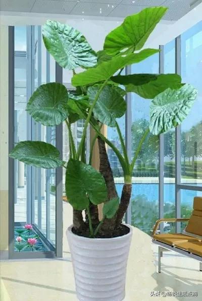 卧室放什么花卉植物比较好,夜间可以放在卧室的花卉有哪些