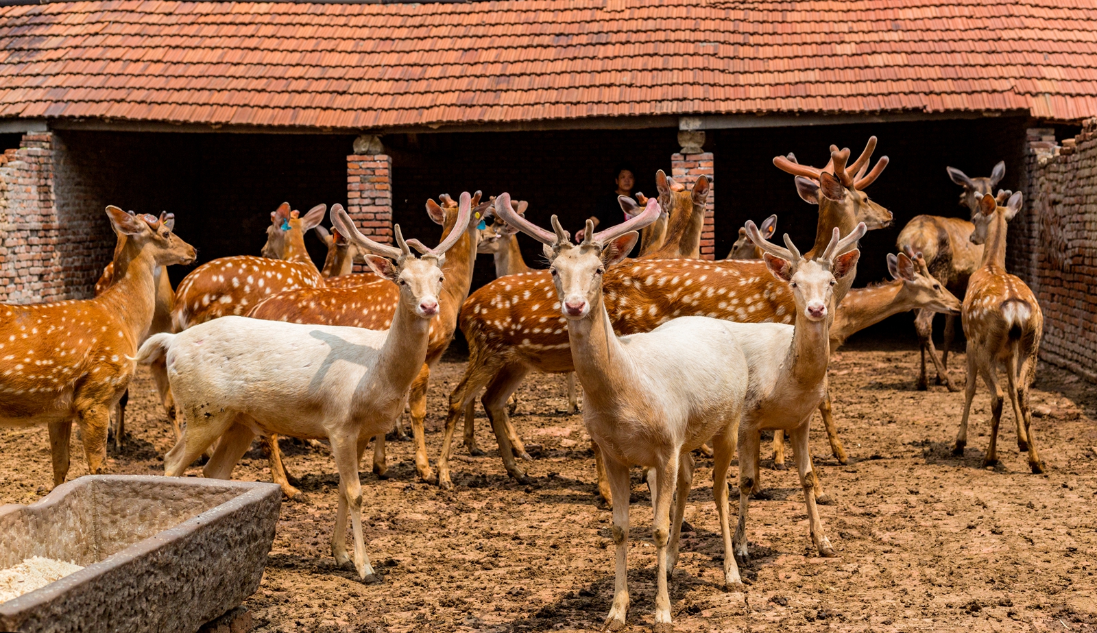 山东邹平市:退役军人夏方刚靠养殖梅花鹿走上致富路
