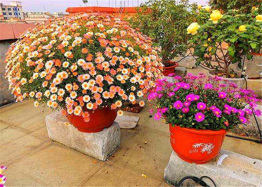 全封闭的院落适合养花吗,家庭小院养花技巧