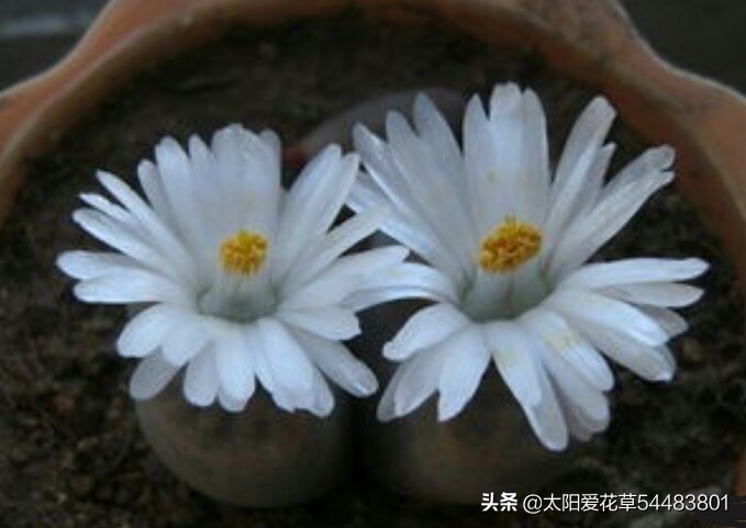 多肉生石花怎么移栽,多肉生石花多久开花