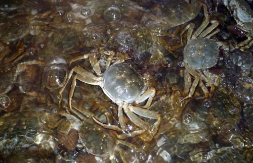 宜兴大闸蟹养殖方法,大闸蟹养殖技术和饲养方法