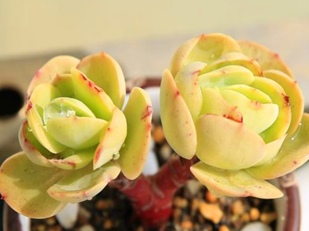 碧桃多肉怎么养出果冻色,碧桃多肉怎么养爆崽