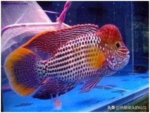 观赏鱼好运锦鲤,象征好运的观赏鱼视频