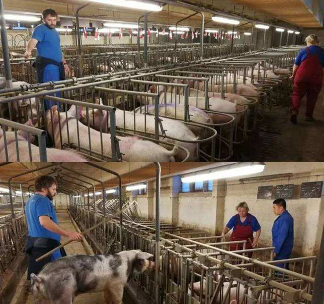 为什么吃素后闻肉臭,吃肉有臭味是什么因果