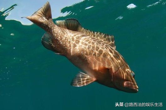 如何出海钓鱼,出海沉底钓鱼最简单的方法