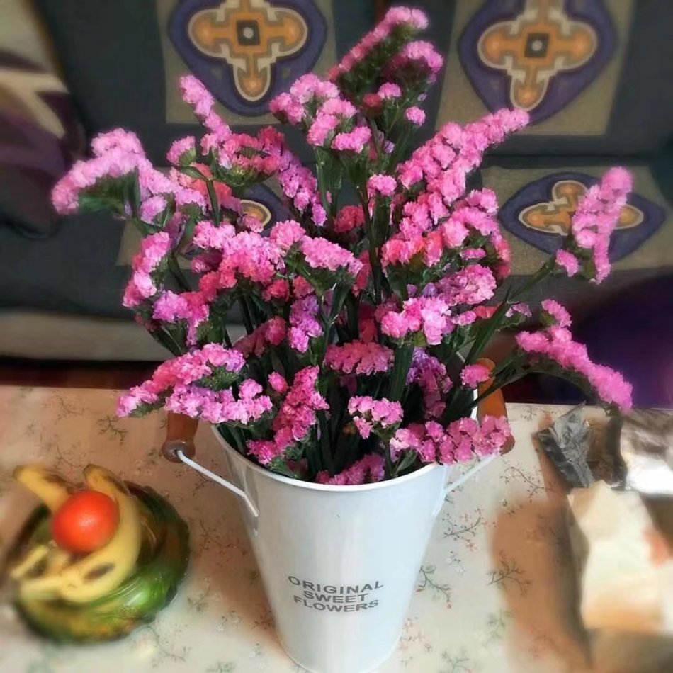 勿忘我绿植怎么养,养花勿忘我