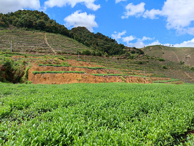 中国茶乡安溪铁观音发源地,安溪铁观音茶乡视频