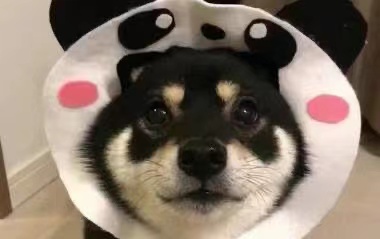 为什么不建议买柴犬呢,柴犬怎么来中国的