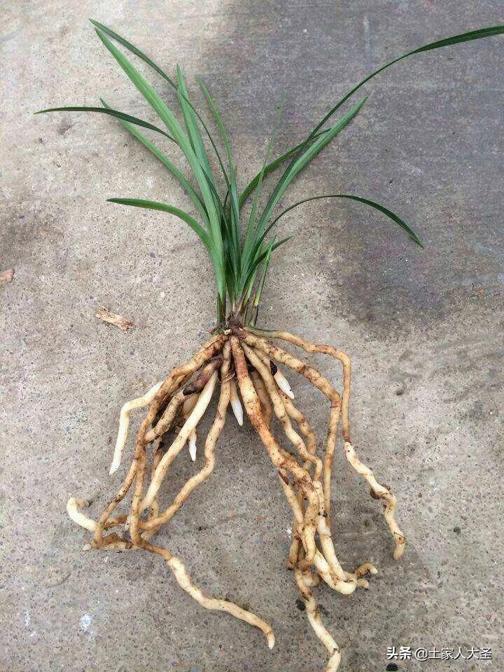 兰花如何引根和如何养根,兰花种植之前要杀菌处理吗