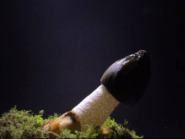 蘑菇是真菌还是植物,香气很浓的蘑菇叫什么菇