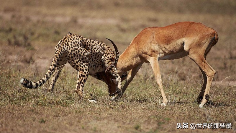 史上最凶猛的老虎捕食猎物,老虎捕食哪里的老虎最厉害