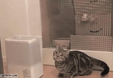 猫咪轻松除毛,猫咪毛发干枯毛躁怎么护理