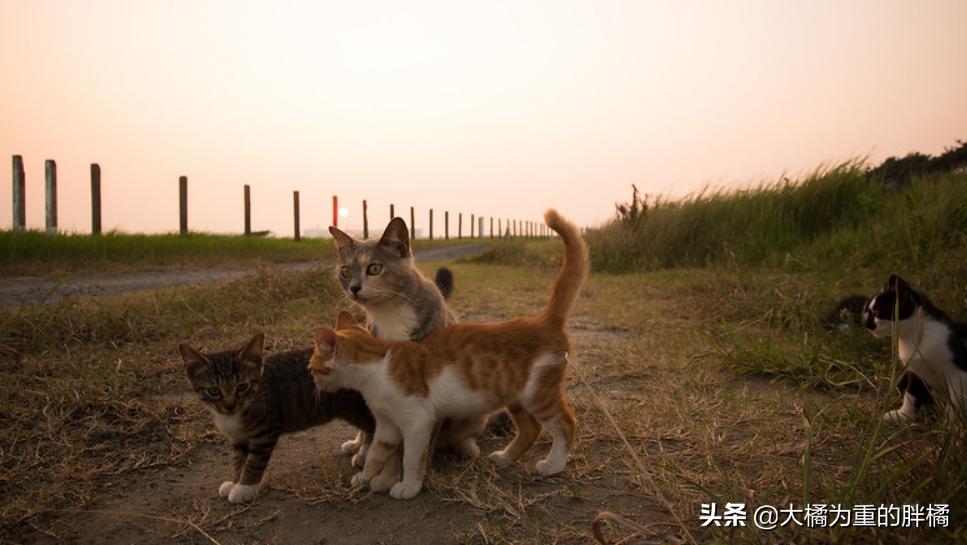 生气的小猫咪怎么哄,生气的猫怎么哄