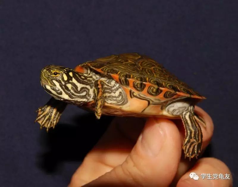 真假李逵——我们买到的“大河甜甜圈”是何许龟也？